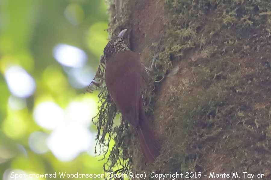 Spot-crowned Woodcreeper -winter- (San Gerardo de Dota, Costa Rica)