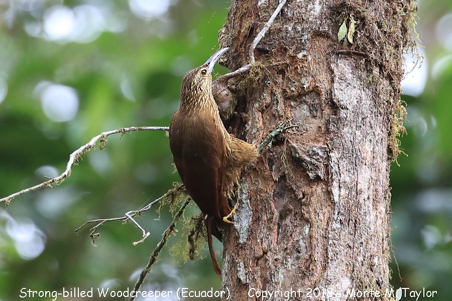 Strong-billed Woodcreeper -November- (Milpe Sanctuary, Ecuador)
