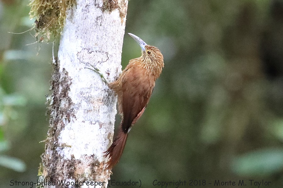 Strong-billed Woodcreeper -November- (Angel Paz Reserve, Ecuador)