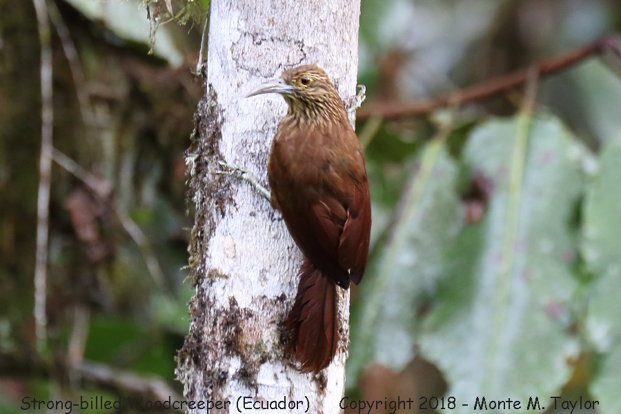 Strong-billed Woodcreeper -November- (Angel Paz Reserve, Ecuador)