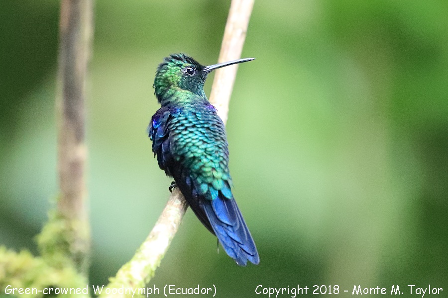 Green-crowned Woodnymph -male- (Milpe, Ecuador)