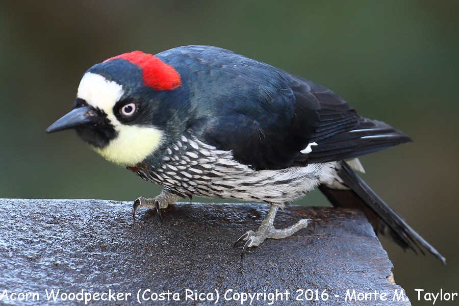 Acorn Woodpecker -winter female- (Savegre, Costa Rica)