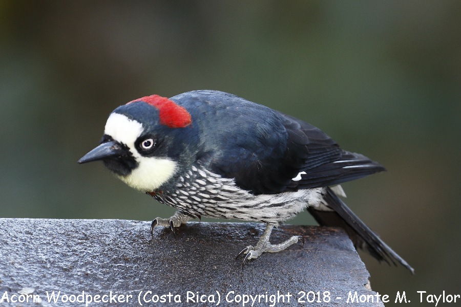 Acorn Woodpecker -winter female- (Savegre, Costa Rica)
