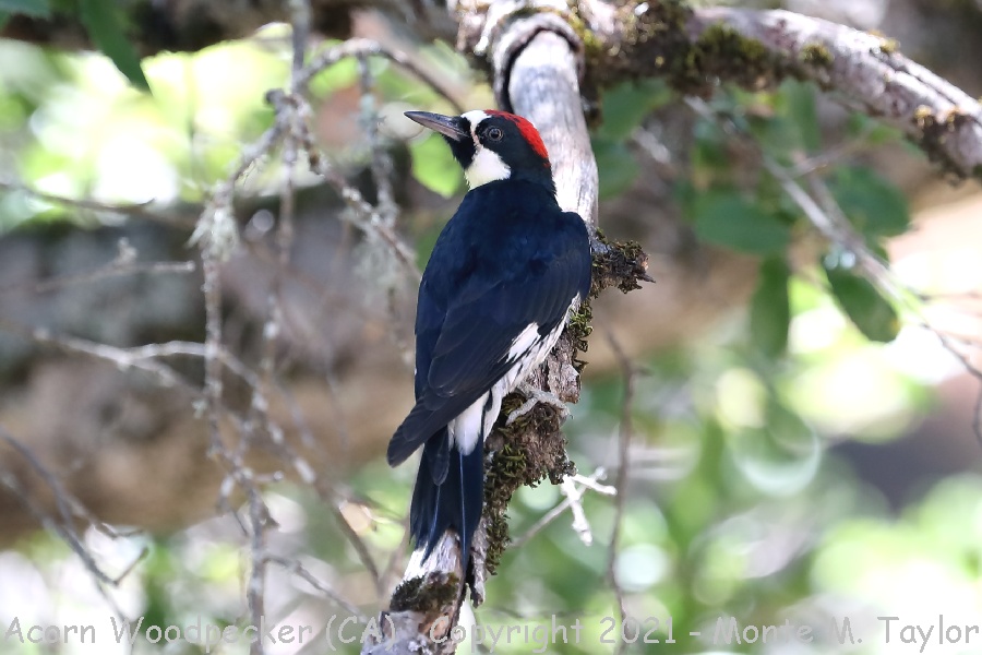 Acorn Woodpecker -summer male- (California)