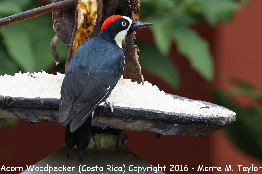 Acorn Woodpecker -winter male- (Savegre, Costa Rica)