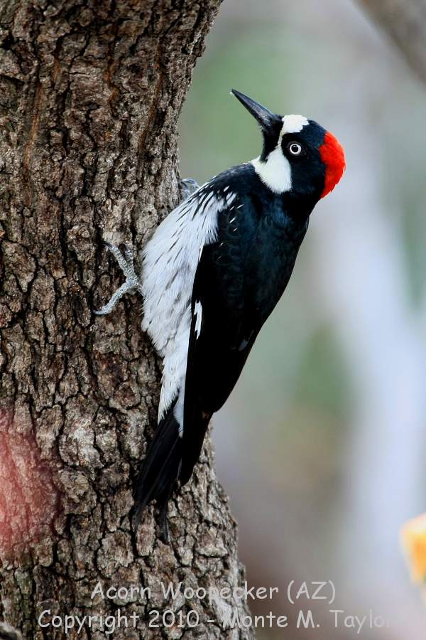 Acorn Woodpecker -winter- (Arizona)