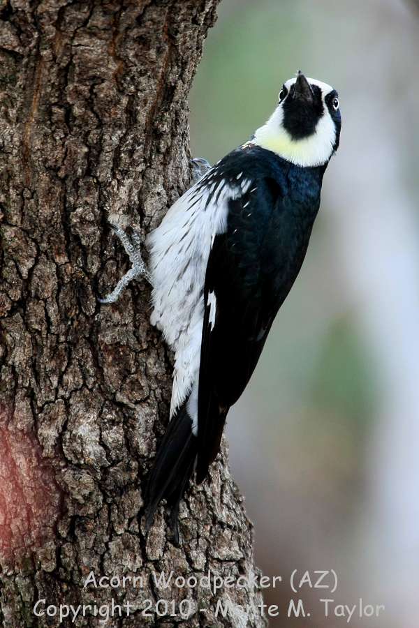 Acorn Woodpecker -winter- (Arizona)
