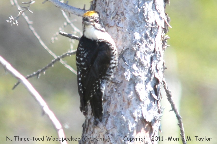 American Three-toed Woodpecker -summer- (Churchill, Manitoba, Canada)