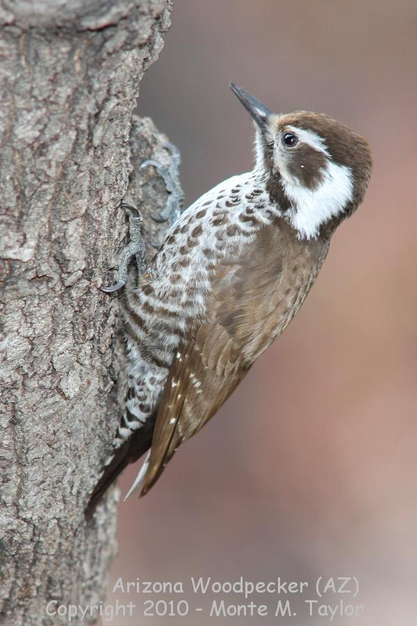 Arizona (Stricklands) Woodpecker -winter female- (Arizona)