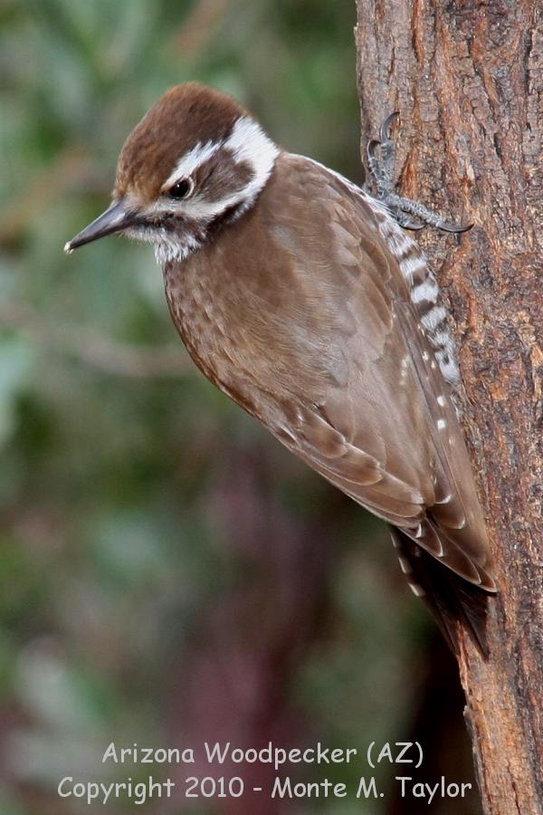 Arizona (Stricklands) Woodpecker -winter female- (Arizona)