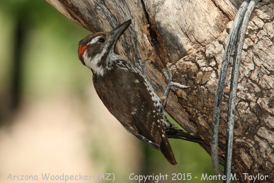 Arizona Woodpecker -spring male- (Arizona)