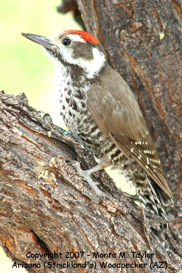 Arizona (Stricklands) Woodpecker -summer male- (Arizona)