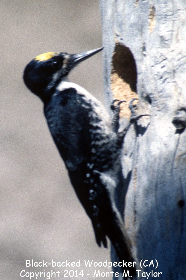 Black-backed Woodpecker -summer male- (California)