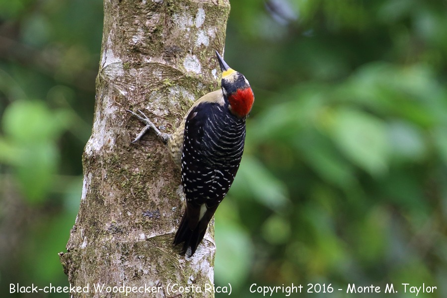 Black-cheeked Woodpecker -winter female- (Selva Verde, Costa Rica)