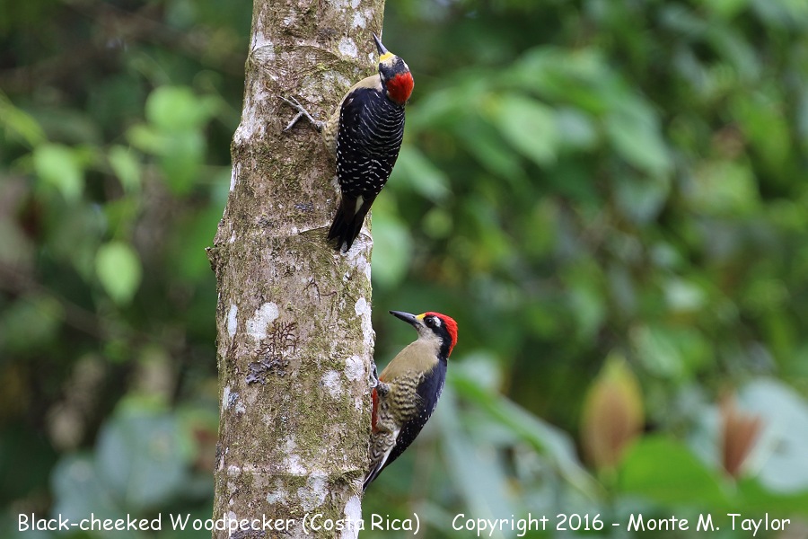 Black-cheeked Woodpecker -winter male bottom / female top- (Selva Verde, Costa Rica)