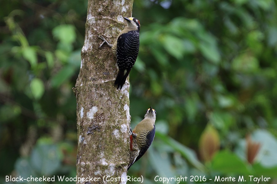 Black-cheeked Woodpecker -winter male bottom / female top- (Selva Verde, Costa Rica)