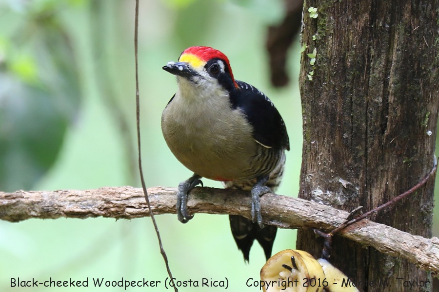 Black-cheeked Woodpecker -winter male- (Selva Verde, Costa Rica)