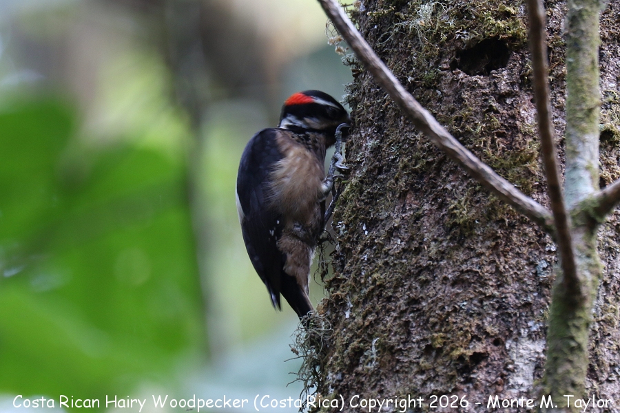 Costa Rican Hairy Woodpecker -winter- (Savegre, Costa Rica)
