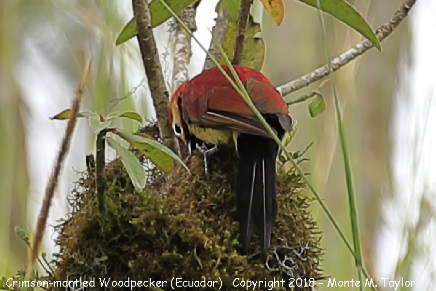 Crimson-mantled Woodpecker -November- (Ecuador)