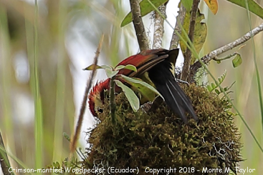 Crimson-mantled Woodpecker -November- (Ecuador)