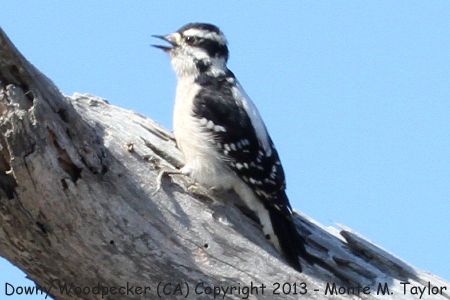 Downy Woodpecker -fall female- (California)