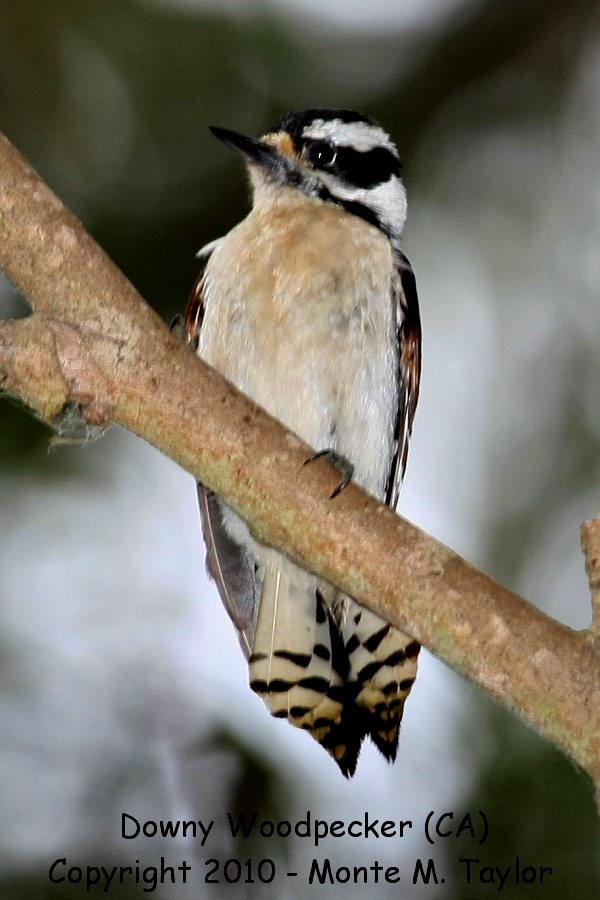 Downy Woodpecker -spring female- (California)