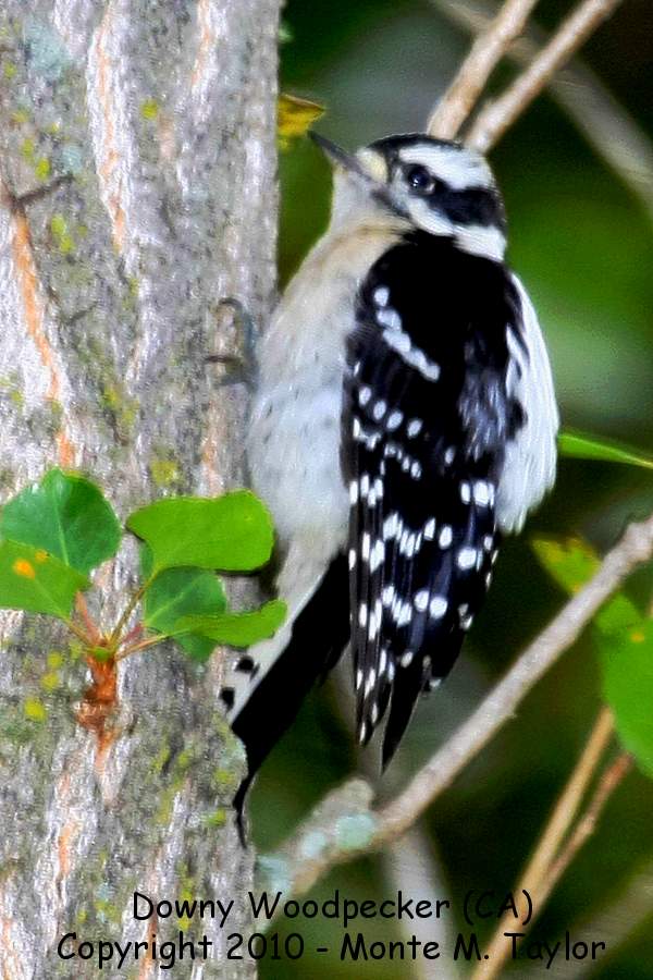 Downy Woodpecker -spring female- (California)