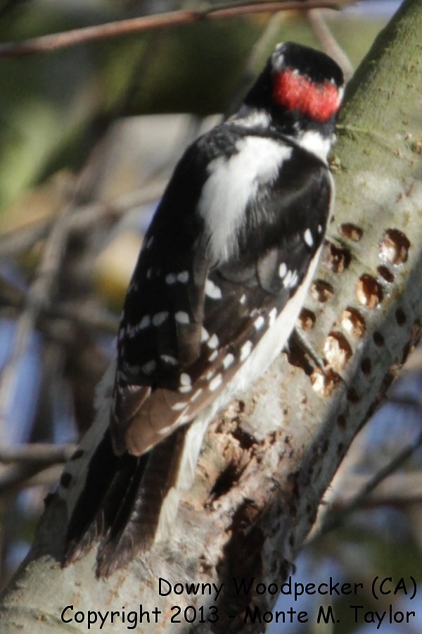 Downy Woodpecker -fall male- (California)