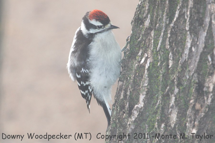 Downy Woodpecker -summer male- (Montana)