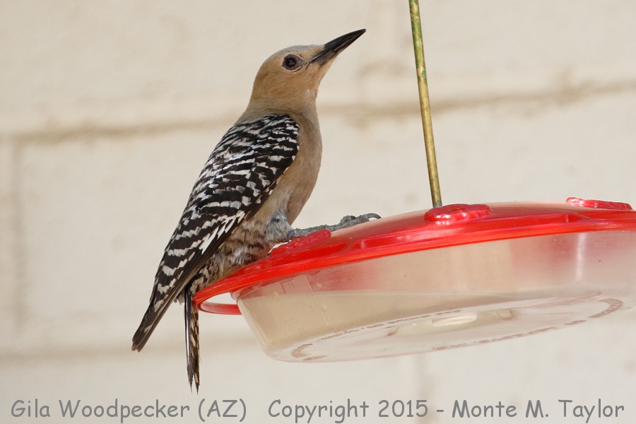 Gila Woodpecker -spring female- (Arizona)