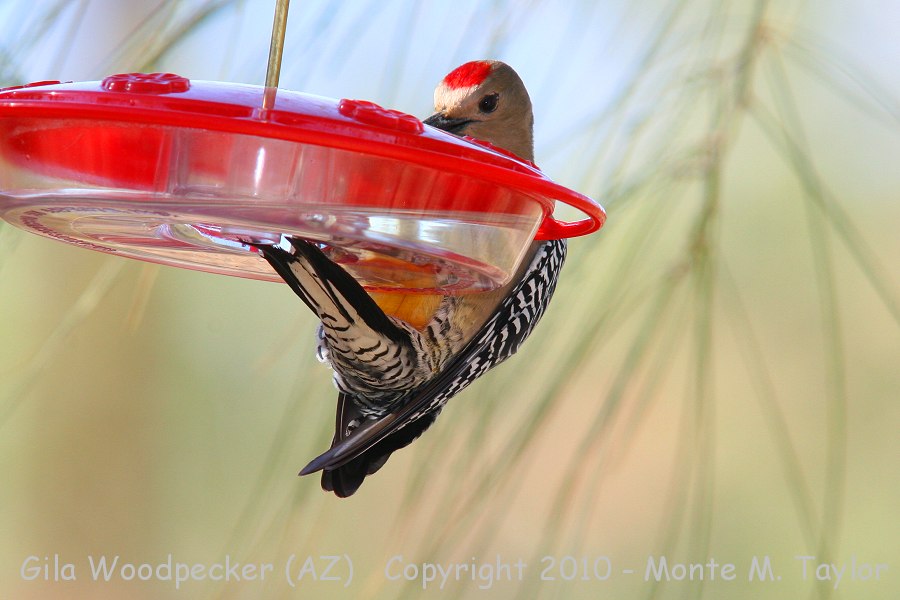 Gila Woodpecker -spring male- (Arizona)
