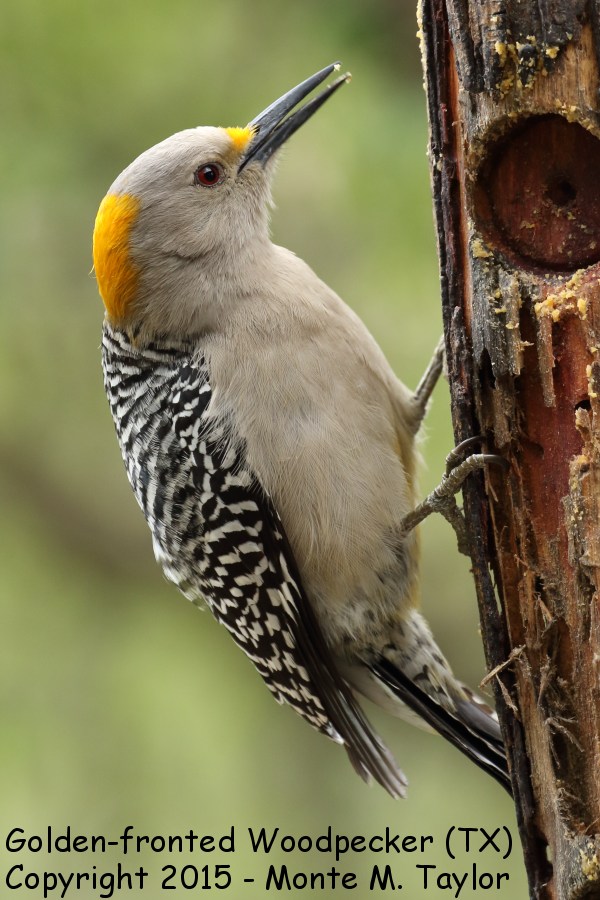 Golden-fronted Woodpecker -winter female- (Texas)