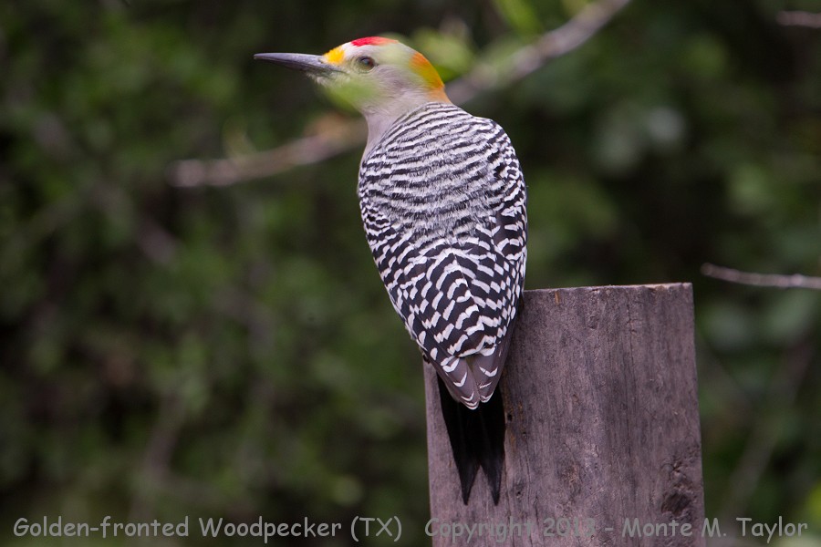 Golden-fronted Woodpecker -fall male- (Texas)