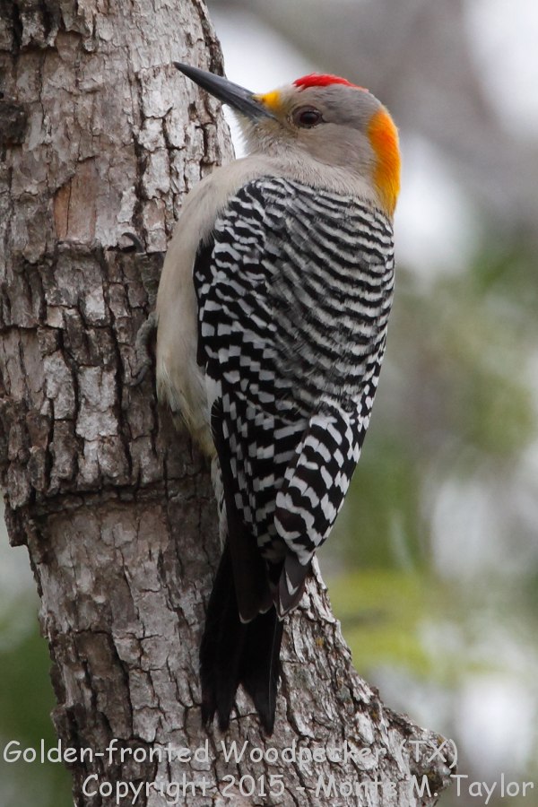 Golden-fronted Woodpecker -winter male- (Texas)
