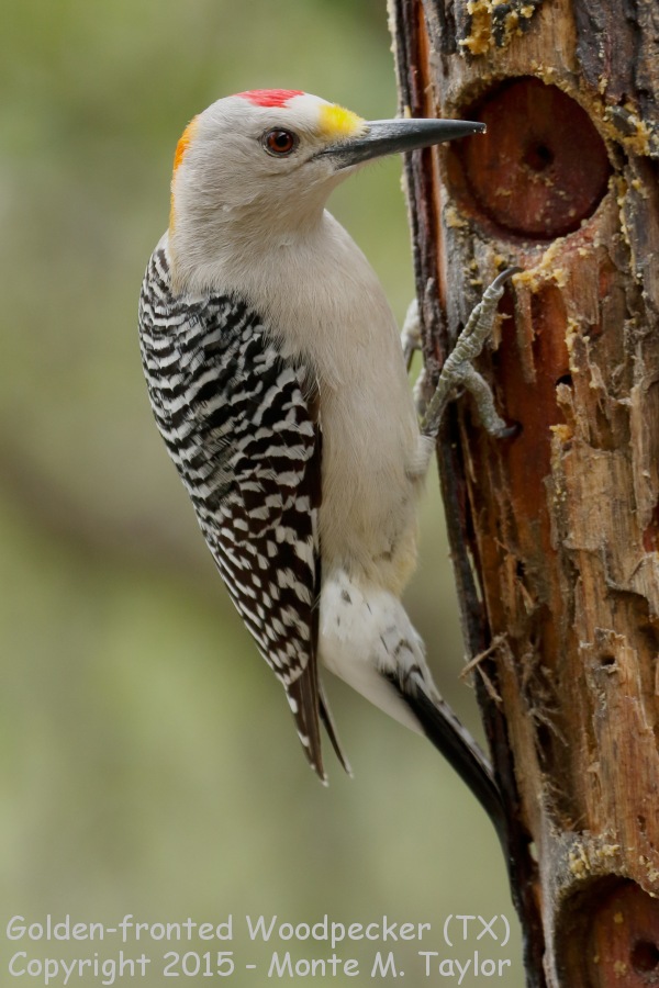 Golden-fronted Woodpecker -winter male- (Texas)