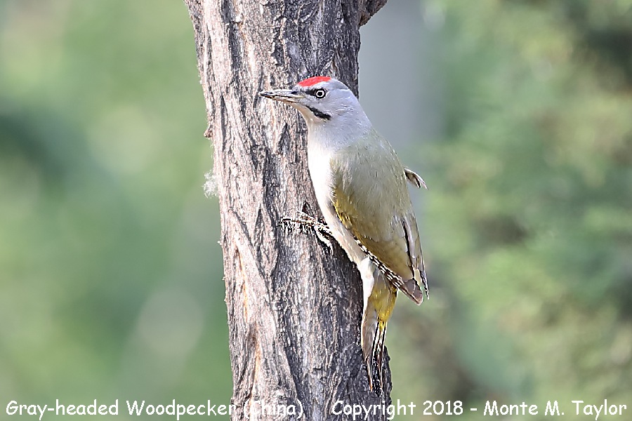 Gray-headed Woodpecker -spring- (Tianjin, China)