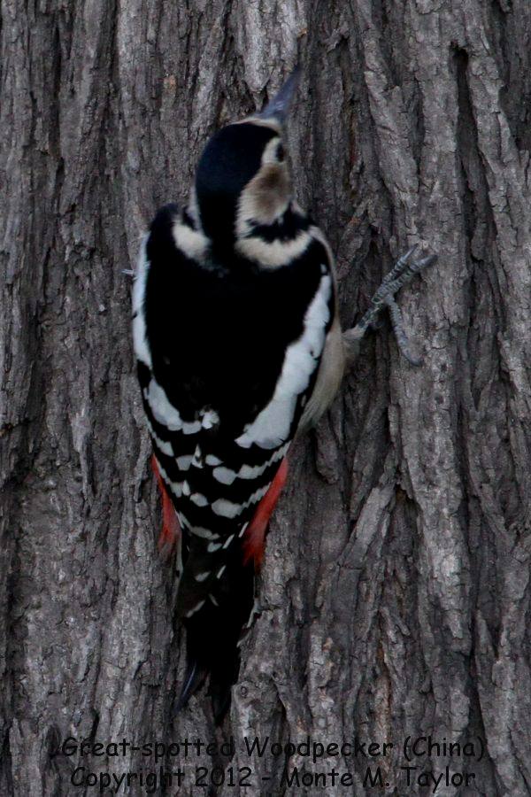 Great Spotted Woodpecker -winter female- (Tianjin, China)