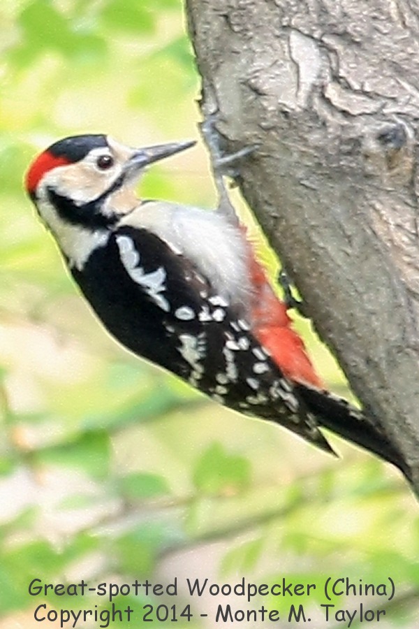 Great Spotted Woodpecker -spring male- (Tianjin, China)