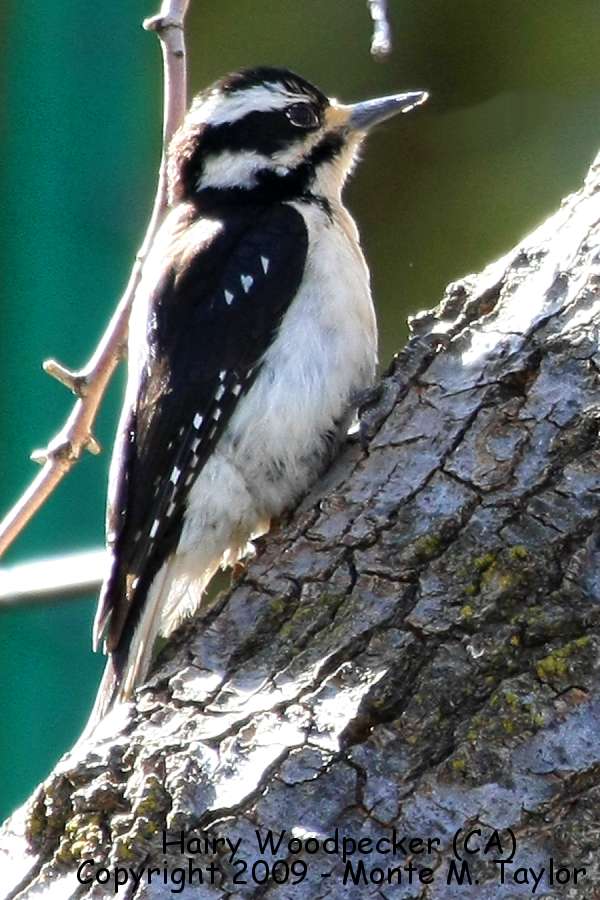 Hairy Woodpecker -spring female- (California)