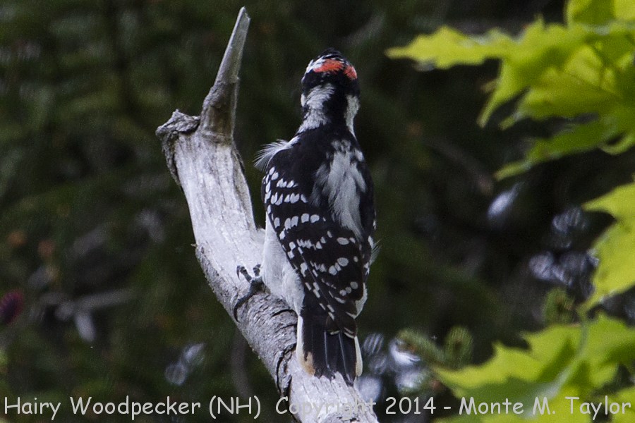 Hairy Woodpecker -spring male- (New Hampshire)