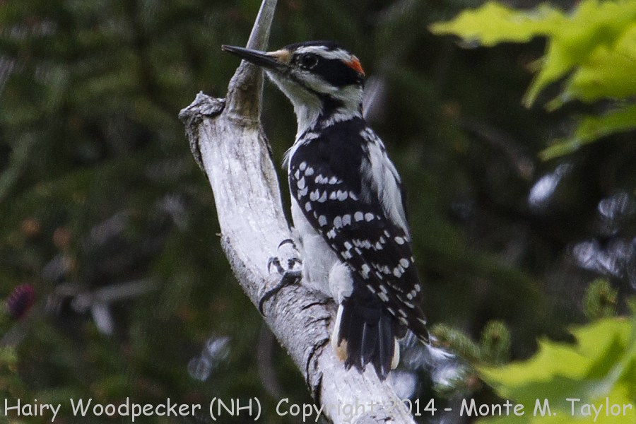 Hairy Woodpecker -spring male- (New Hampshire)
