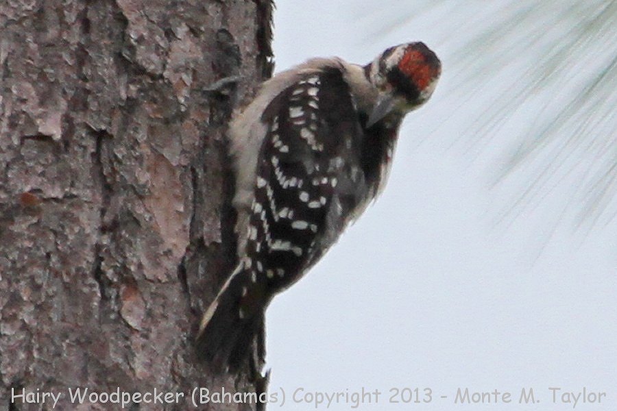 Hairy Woodpecker -summer male- (Little Abaco, Bahamas)