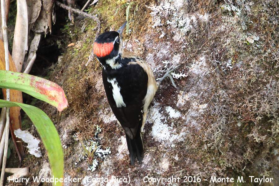 Hairy Woodpecker -winter male- (Savegre, Costa Rica)