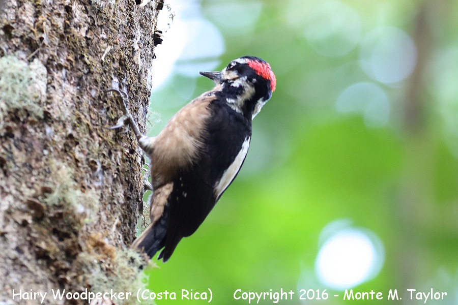 Hairy Woodpecker -winter male- (Savegre, Costa Rica)
