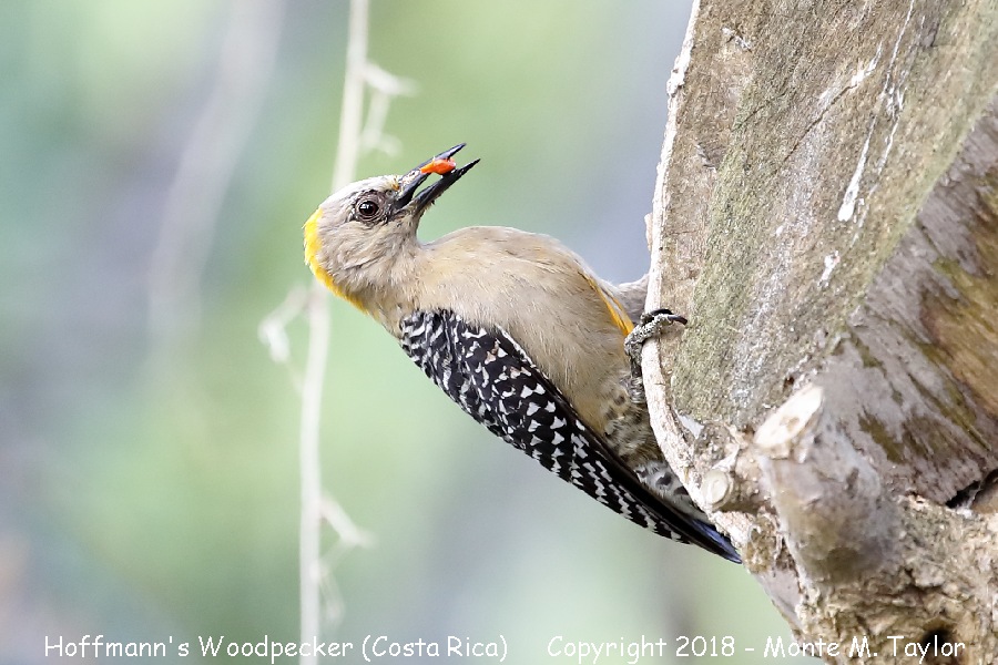 Hoffmann's Woodpecker -winter female- (Costa Rica)