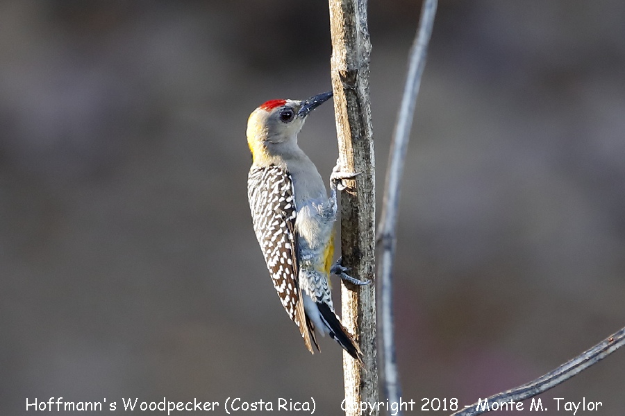 Hoffmann's Woodpecker -winter male- (Costa Rica)