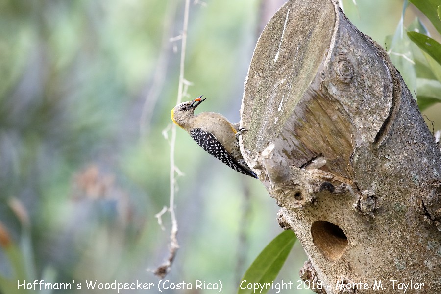 Hoffmann's Woodpecker -winter female- (Costa Rica)