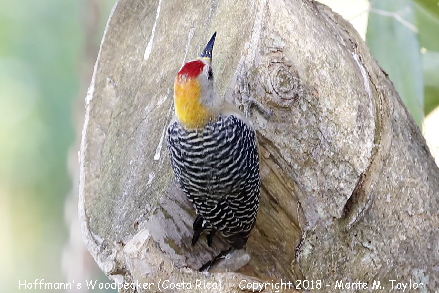 Hoffmann's Woodpecker -winter male- (Costa Rica)