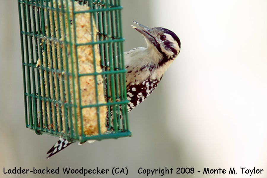 Ladder-backed Woodpecker -female- (California)