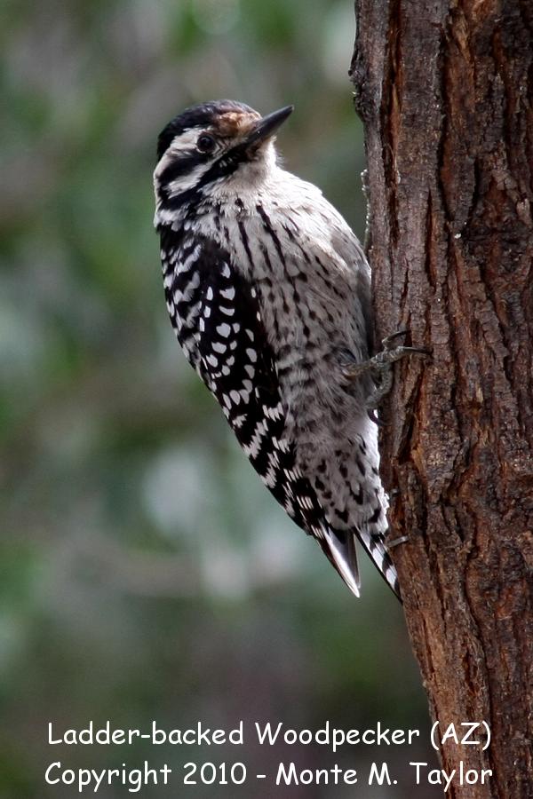 Ladder-backed Woodpecker -winter female- (Arizona)